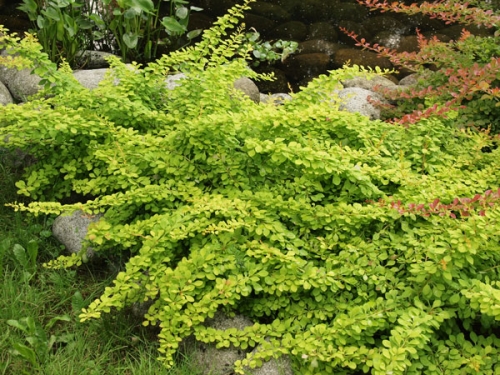 Berberis thunbergii 'Golden Carpet'